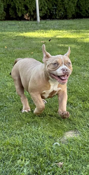 American Bully suczka ABKC