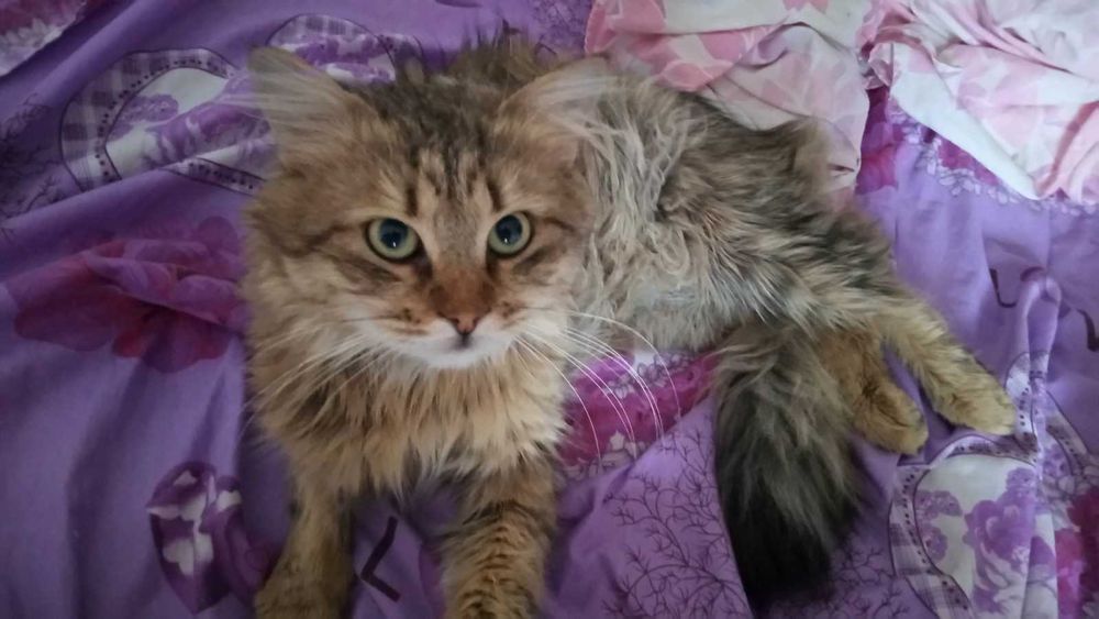 Розшук кота! Розшук!