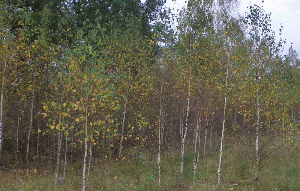 Саджанці берези, дуба, клена, липи, черемхи, барбарису, терену