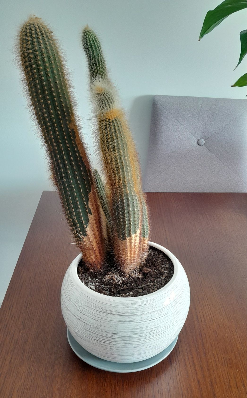 Kaktus z doniczką