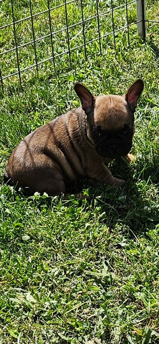 Buldog francuski suczka