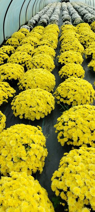 Sprzedam chryzantemy drobnokwiatowe