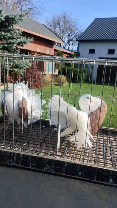 Pawiki gołębie ozdobne