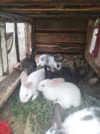 Продам кролики  1,5 мес, породисті