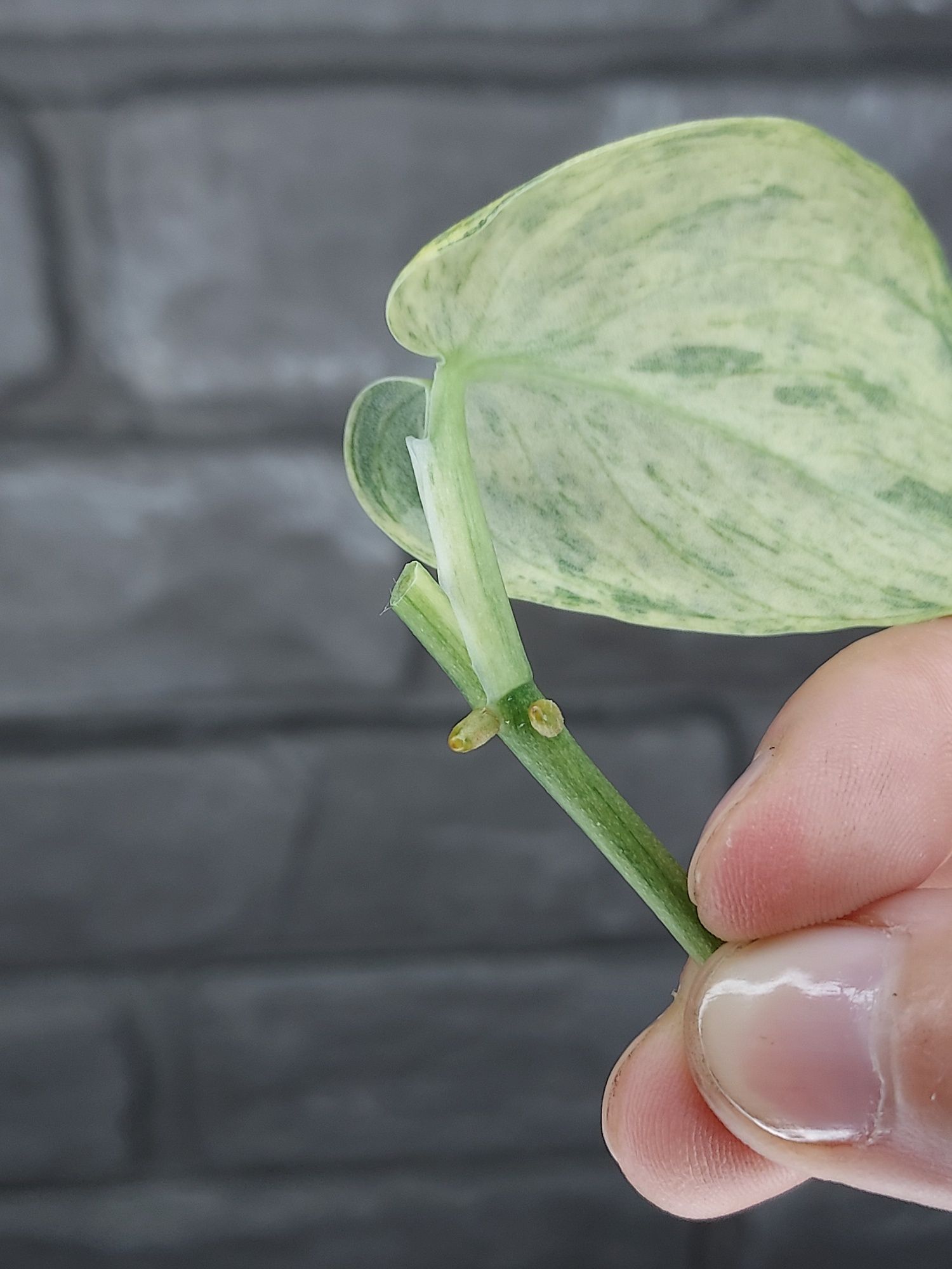 Scindapsus Dark Silver Cloud Variegata #6