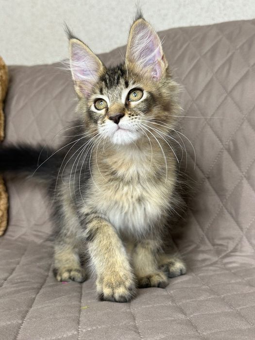 Sienna-Kotka Maine Coon