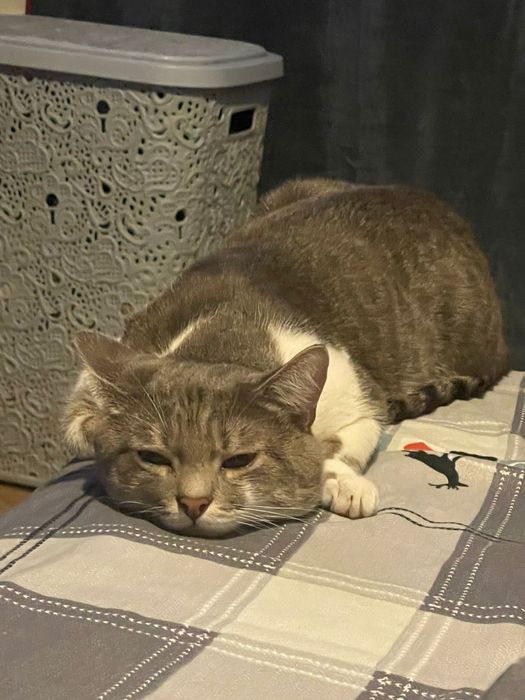 Котик, 1 рік терміново