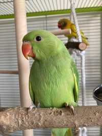Ожереловые попугаи птенцы выкормыши
