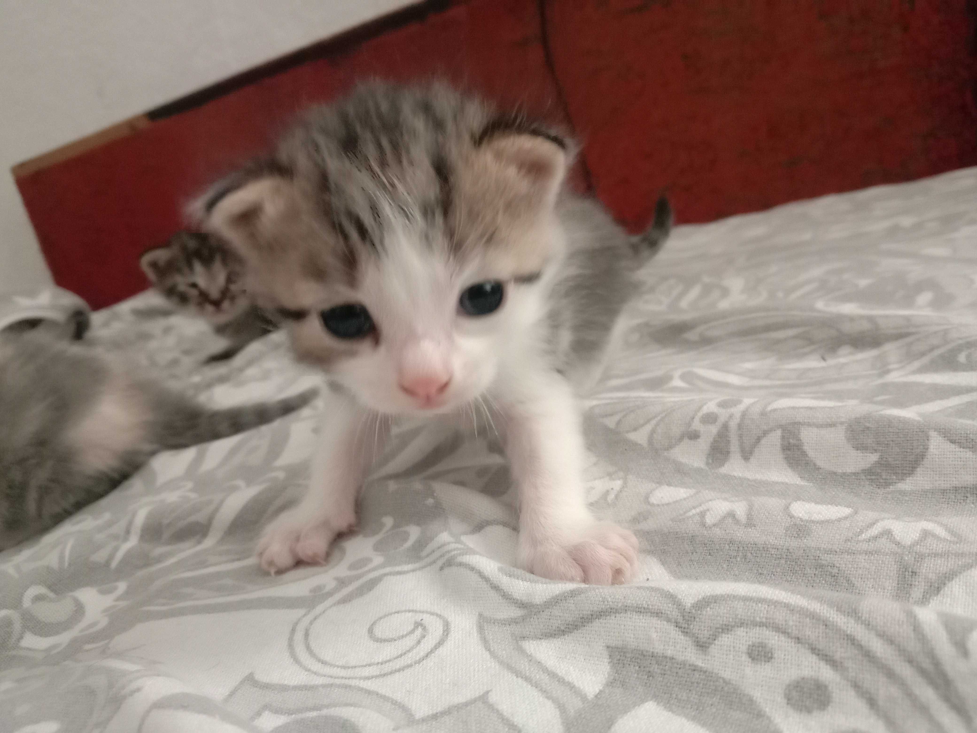Кошеня подаруєм (котята)