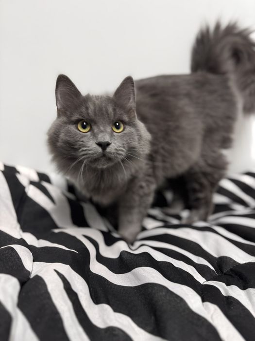 Грей серьезний хлопець шукає сім'ю