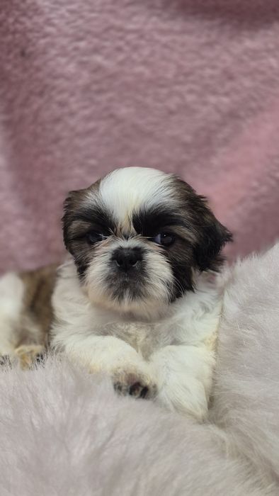 Suczka  Shih Tzu
