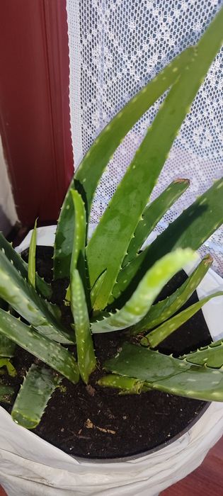 Śliczne sadzonki Aloes 3 sztuki