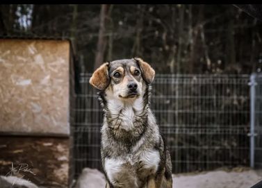 Skrzywdzona przez człowieka, potrzebuje pomocy żeby przełamać strach