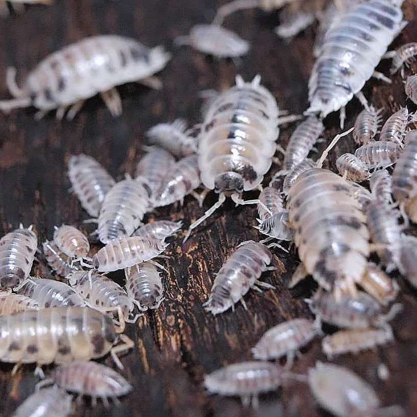 Porcellio laevis "dairy cow"