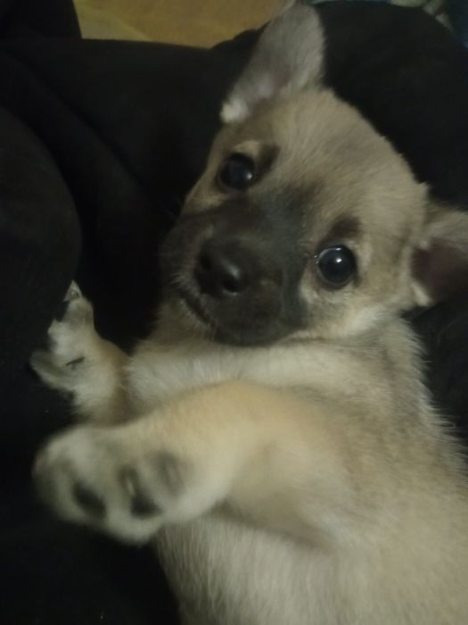 Щенок.   Девочка.