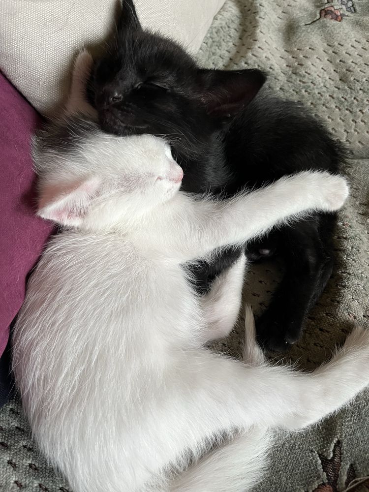 Котята, отдам котят