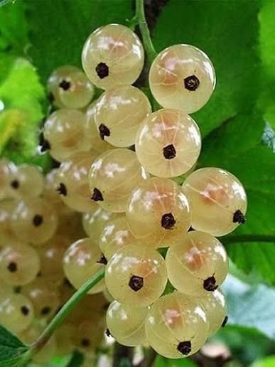 Біла смородина садженці