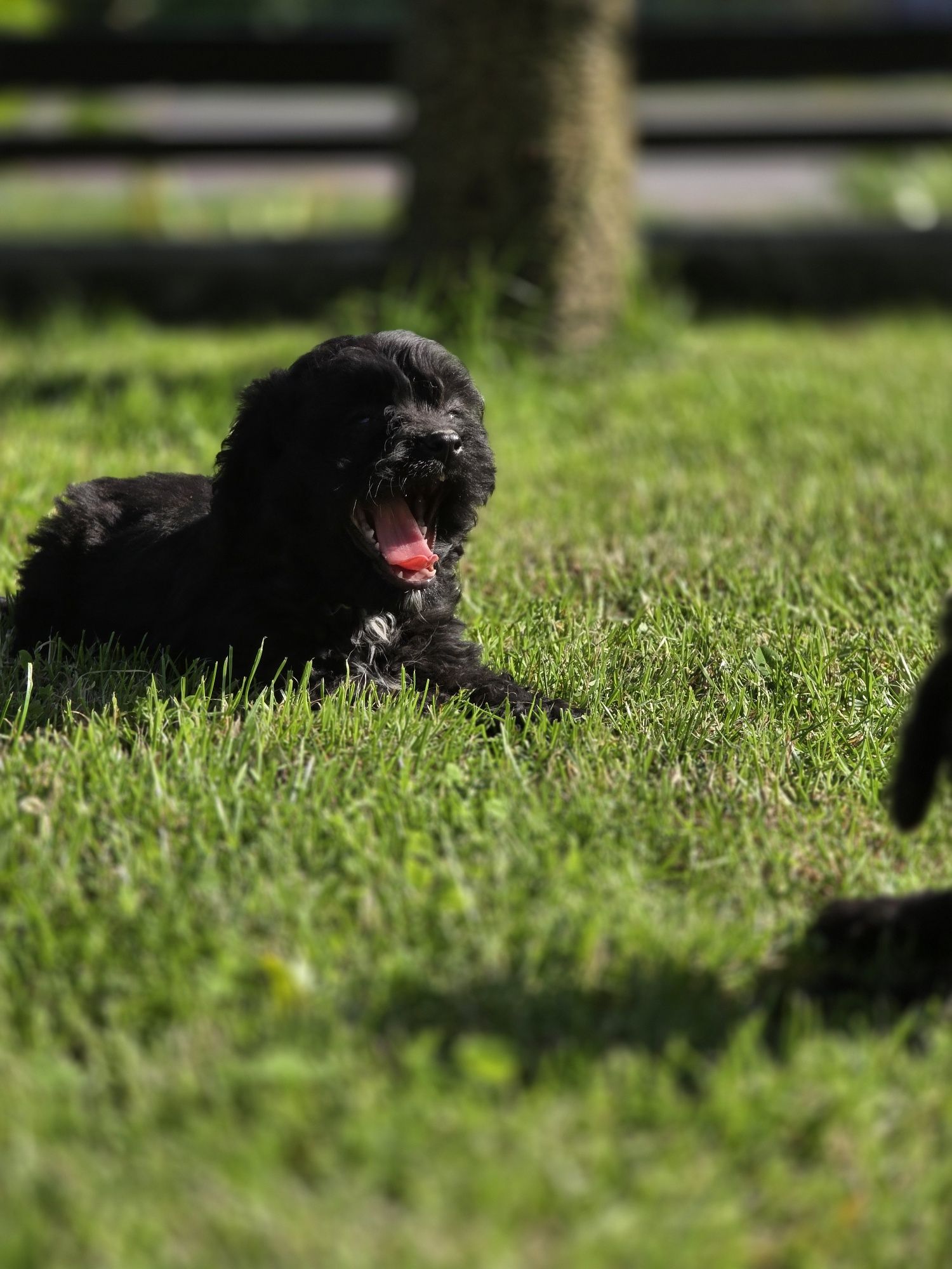 Cavapoo f1b czarny  piesek