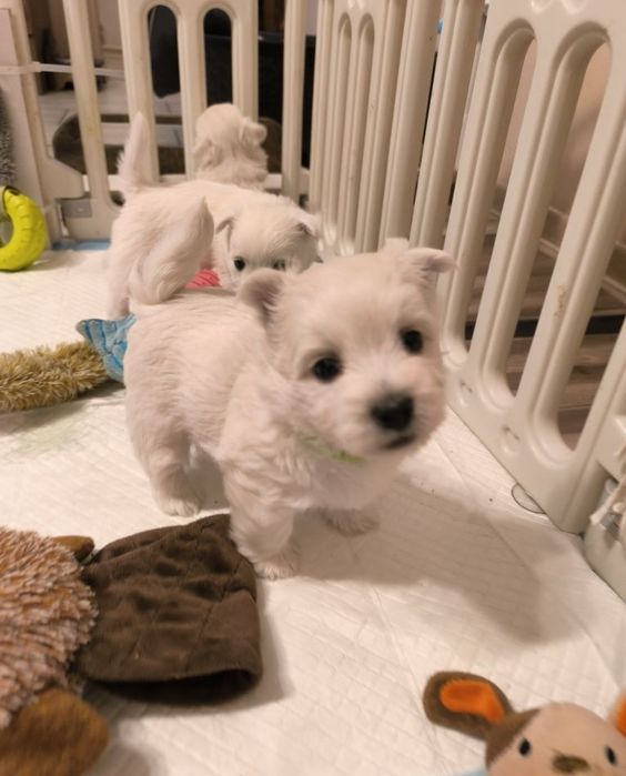 Słodki szczeniak West White Terrier Piesek po zdrowych rodzicach CMO 0