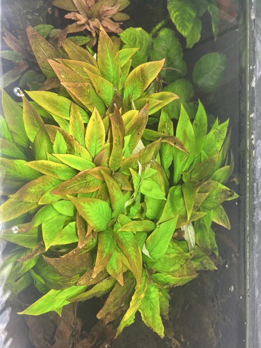 Nadwódka dębolistna wielonasienna