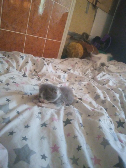 Котята 2місяці.  Весловухих