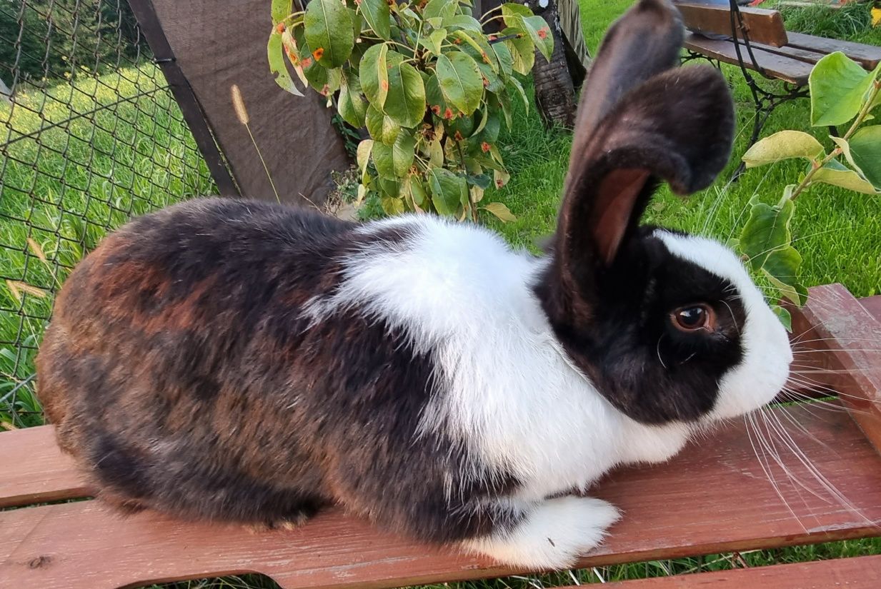 Sprzedam młode, 9- miesięczne samice, waga 6 kg!