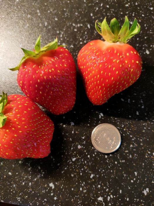 Sadzonki truskawek "Wiktoria"