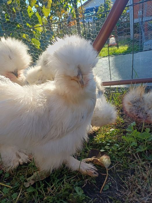 Koguciki silki jedwabiste