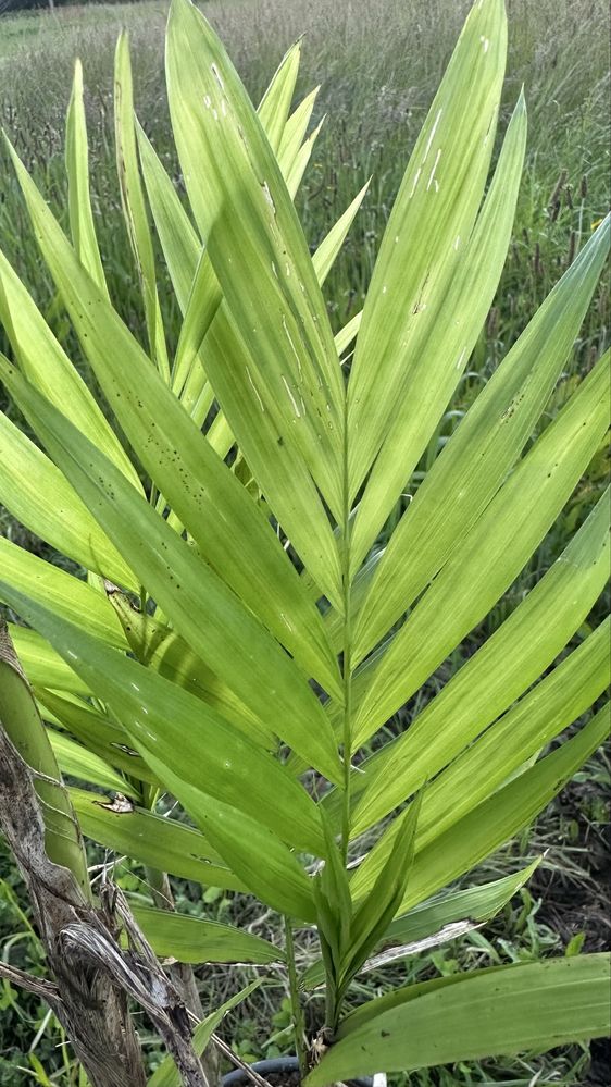 Palmeira Chamaedorea pochutlensis