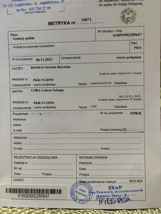 ODDAM  gończy polski rodowodowy 2 lata