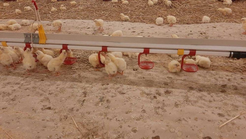 Лінія поїння бройлерів, ніпельні поїлки для бройлерів