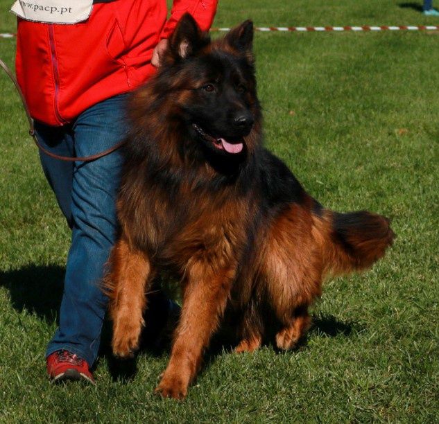 Macho para cruzar Pastor alemão de qualiade reconhecido pelo Alemanha