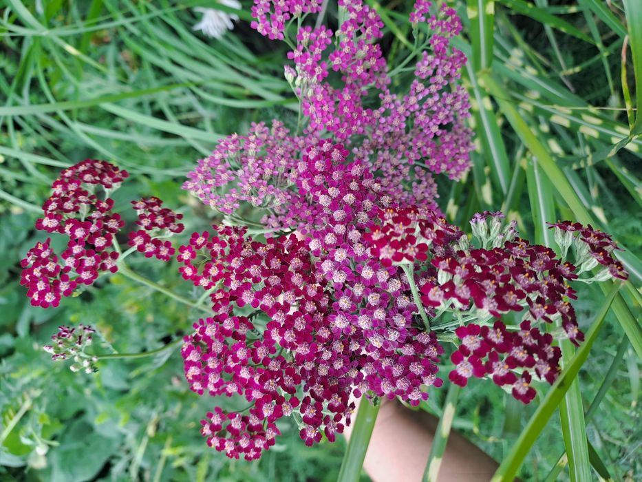 Деревій,тисячолистник кольоровий,5 кольорів