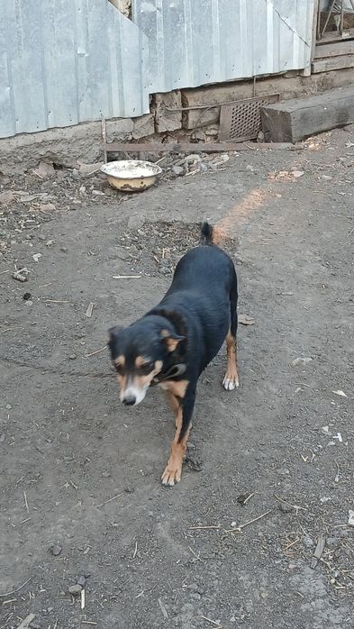 Отдам собачку в добрий руки