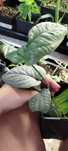 amydrium medium silver/monstera spiderman
