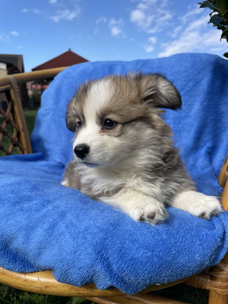 Welsh Corgi Pembroke dziewczynka Fluffy