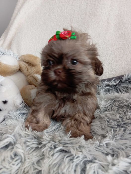 Sunia shih Tzu z wielopokoleniowym rodowodem