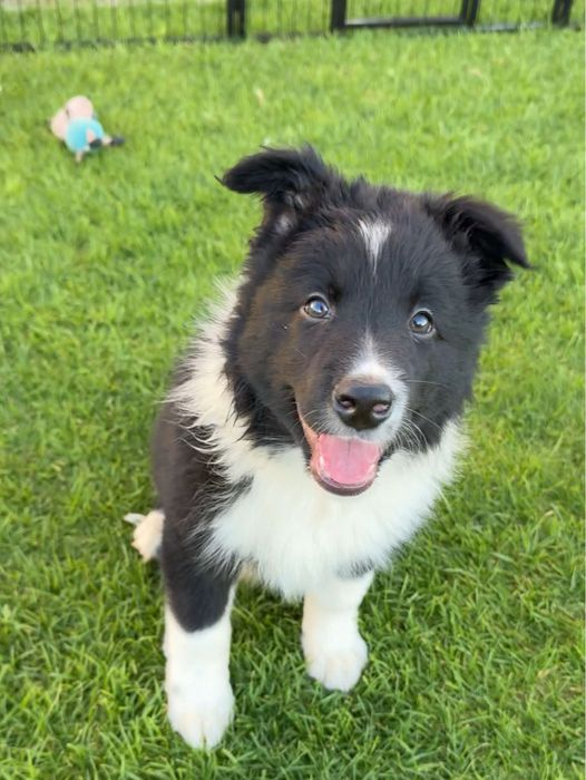 Szczeniaczek Border Collie