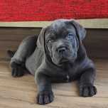 Cane corso italiano