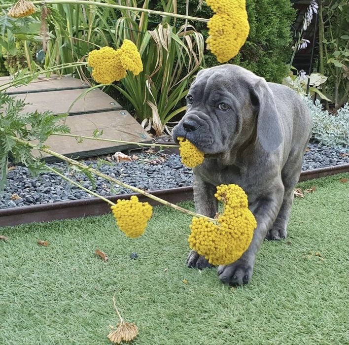 Елітні хлопчики Cane corso-сірого забарвлення