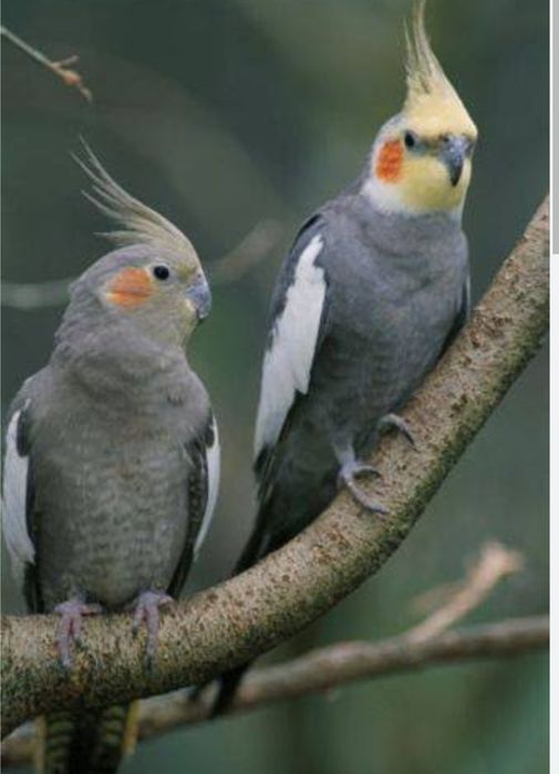 Casal caturras adultas