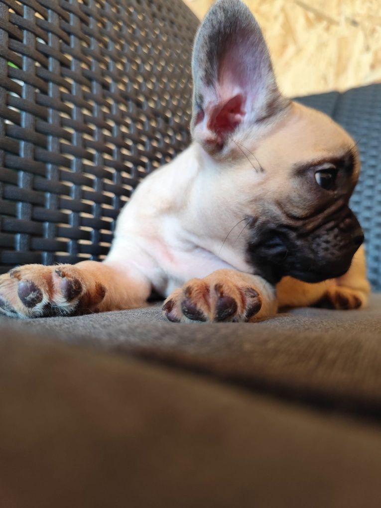 Buldog francuski piesek