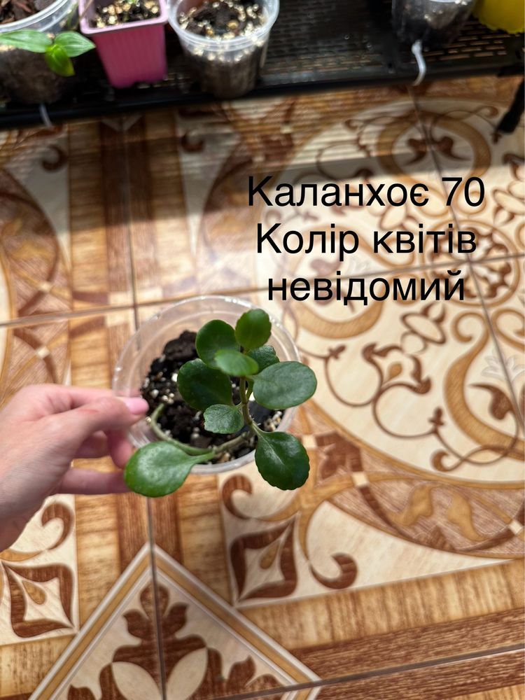 Епіпрепнум, філодендрон, фікус, шлюмбергера