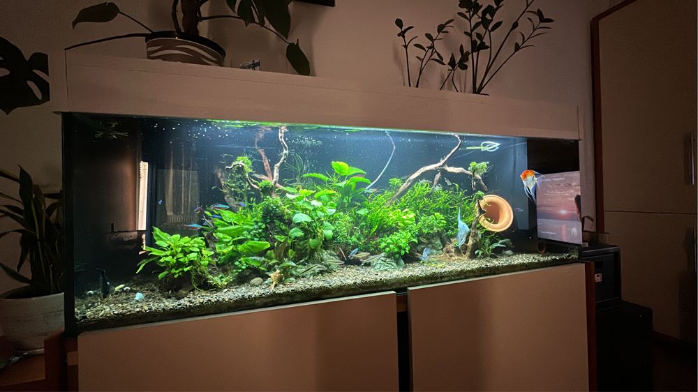 Akwarium 150x50x50 fluval fx6