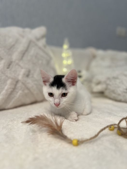 Шукаємо дім для кошенят