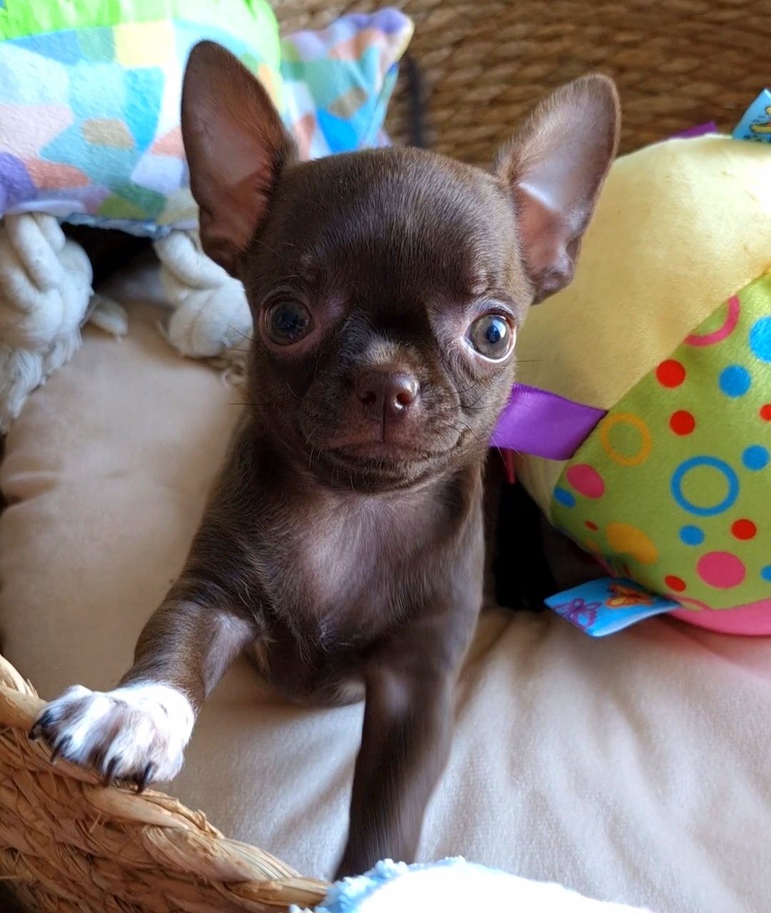 Czekoladowa dziewczynka Chihuahua ** CANDY **