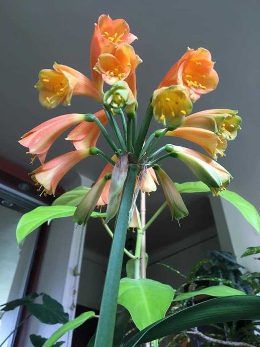 kliwia nobilis kolekcjonerska