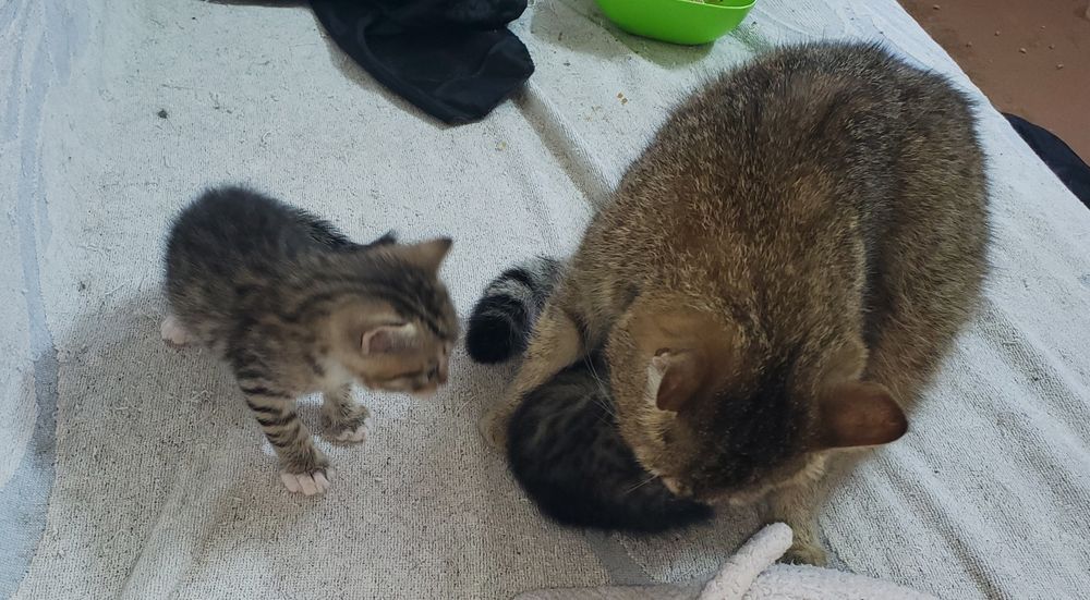 Передержка котов