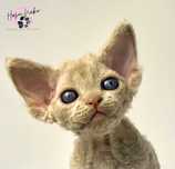 Przepiekna kotka Devon Rex Hasu’Neko*PL