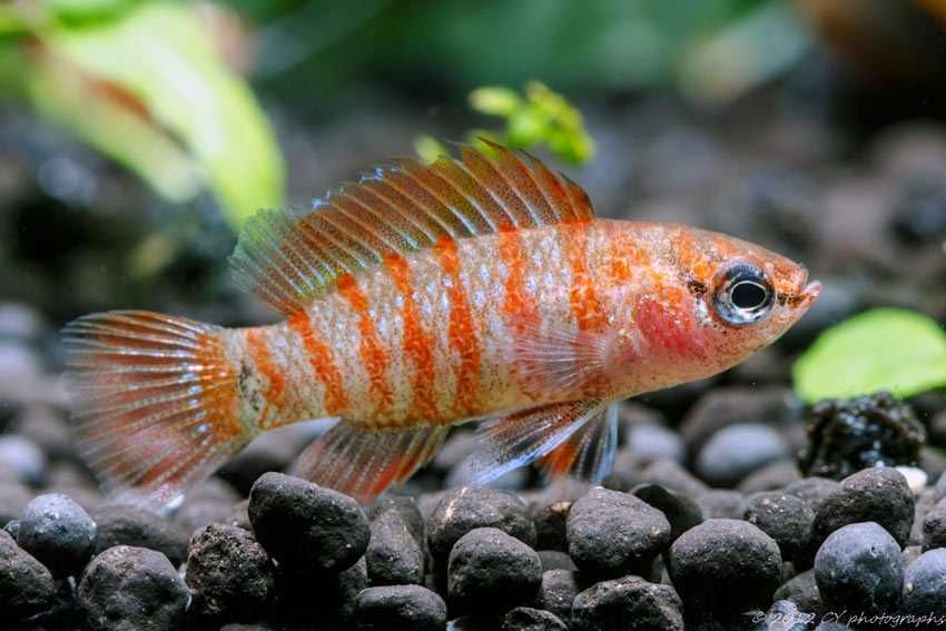 Badis bengalski   ryba akwariowa